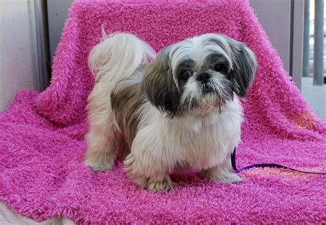 shih tzu puppies for sale in la|california shih tzu rescue.